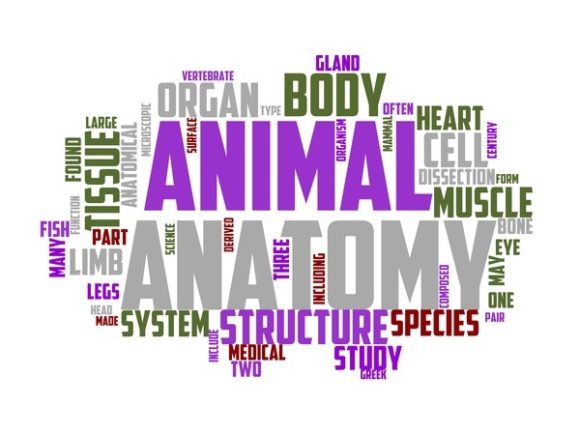 Anatomy Typography Wallpaper